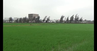 Rüzgarda yeşil pirinç tarlaları