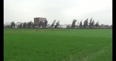 Rüzgarda yeşil pirinç tarlaları