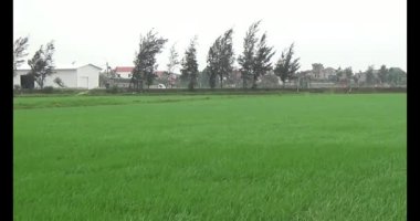 Rüzgarda yeşil pirinç tarlaları