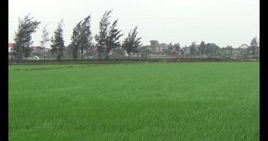 Rüzgarda yeşil pirinç tarlaları