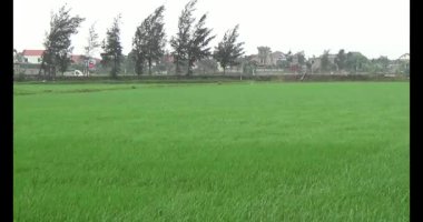 Rüzgarda yeşil pirinç tarlaları