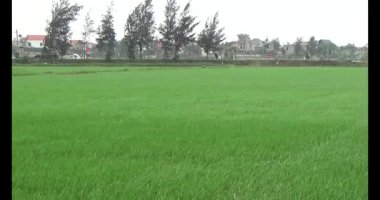 Rüzgarda yeşil pirinç tarlaları