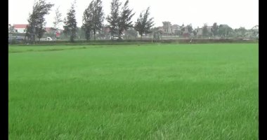 Rüzgarda yeşil pirinç tarlaları