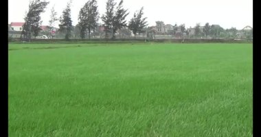 Rüzgarda yeşil pirinç tarlaları