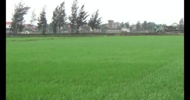 Rüzgarda yeşil pirinç tarlaları