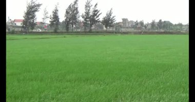 Rüzgarda yeşil pirinç tarlaları