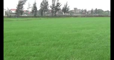 Rüzgarda yeşil pirinç tarlaları