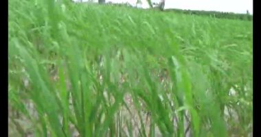 Rüzgarda yeşil pirinç tarlaları