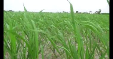 Rüzgarda yeşil pirinç tarlaları