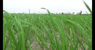 Rüzgarda yeşil pirinç tarlaları