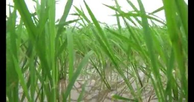 Rüzgarda yeşil pirinç tarlaları