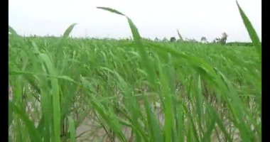 Rüzgarda yeşil pirinç tarlaları