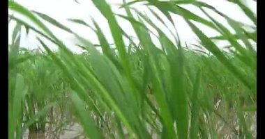 Rüzgarda yeşil pirinç tarlaları