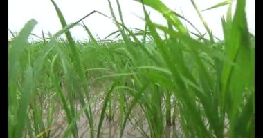 Rüzgarda yeşil pirinç tarlaları