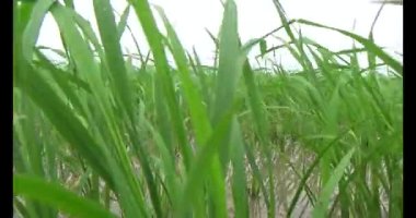 Rüzgarda yeşil pirinç tarlaları