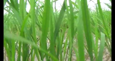 Rüzgarda yeşil pirinç tarlaları