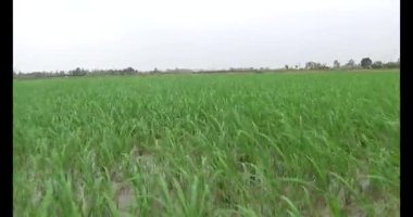 Rüzgarda yeşil pirinç tarlaları