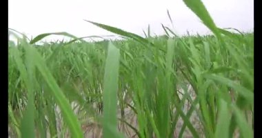 Rüzgarda yeşil pirinç tarlaları