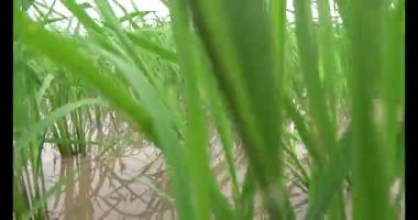 Rüzgarda yeşil pirinç tarlaları