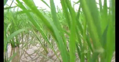 Rüzgarda yeşil pirinç tarlaları