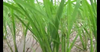 Rüzgarda yeşil pirinç tarlaları