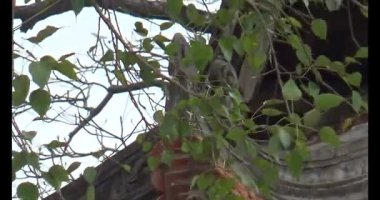 Vietnam 'daki Pagoda