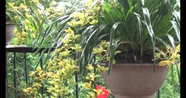 Yaprağın üzerine sağanak yağmur