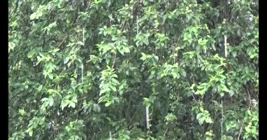 Vietnam dağ tarlaları