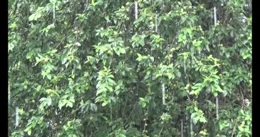 Vietnam dağ tarlaları