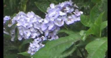 Vietnam dağ tarlaları