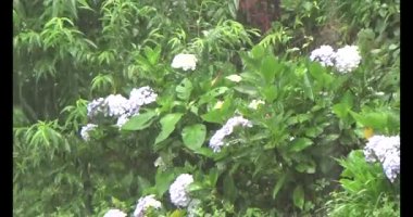 Vietnam dağ tarlaları