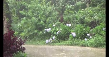 Vietnam dağ tarlaları