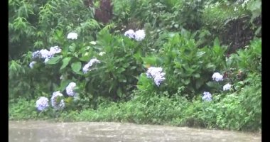 Vietnam dağ tarlaları