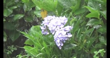 Vietnam dağ tarlaları