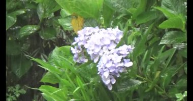 Vietnam dağ tarlaları