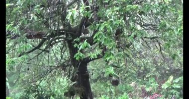 Vietnam dağ tarlaları