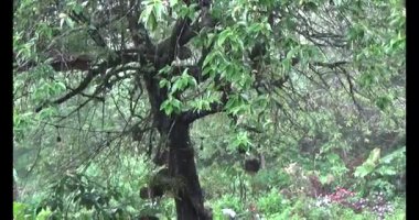 Vietnam dağ tarlaları