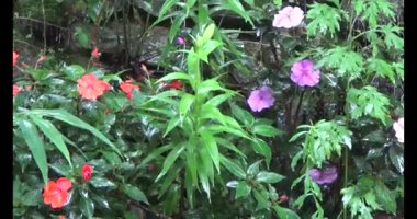 Vietnam dağ tarlaları