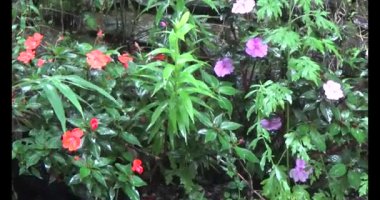 Vietnam dağ tarlaları