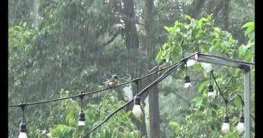 Vietnam dağ tarlaları