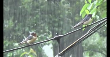 Vietnam dağ tarlaları