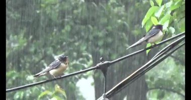 Vietnam dağ tarlaları