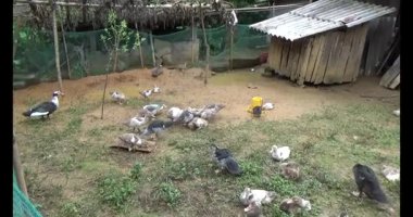 Vietnam dağ tarlaları
