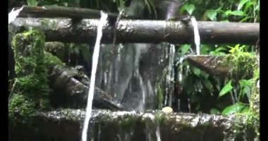 Vietnam dağ tarlaları