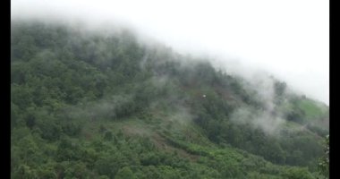 Vietnam dağ tarlaları