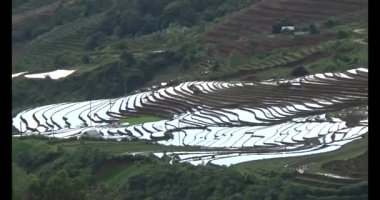 Vietnam dağ tarlaları