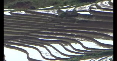 Vietnam dağ tarlaları