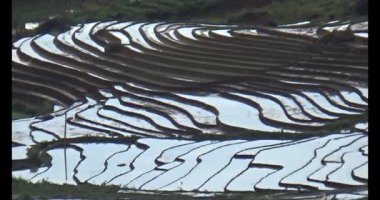 Vietnam dağ tarlaları