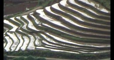 Vietnam dağ tarlaları