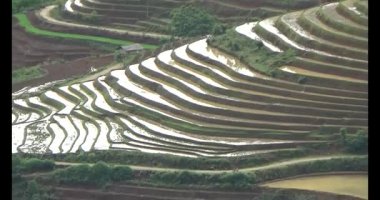 Vietnam dağ tarlaları